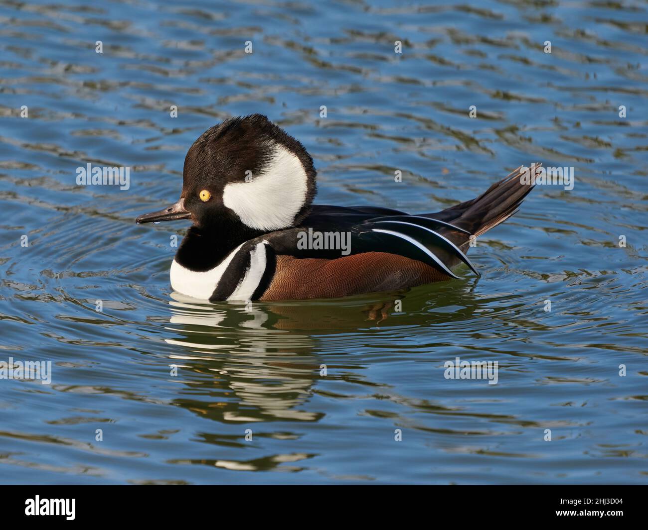 Hooded Merganser drake Lophodytes cucullatus à la Slimbridge WWT à Gloucestershire, Royaume-Uni Banque D'Images