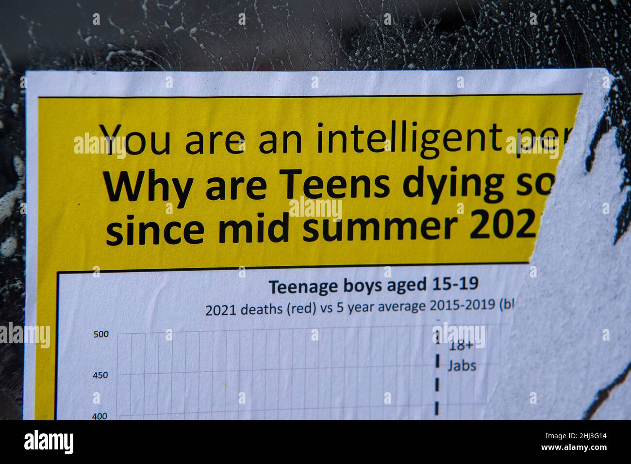 Weybridge, Surrey, Royaume-Uni.26th janvier 2022.Un anti vaxer signe voler posté sur une fenêtre demandant pourquoi les adolescents ont été en train de mourir.Crédit : Maureen McLean/Alay Banque D'Images