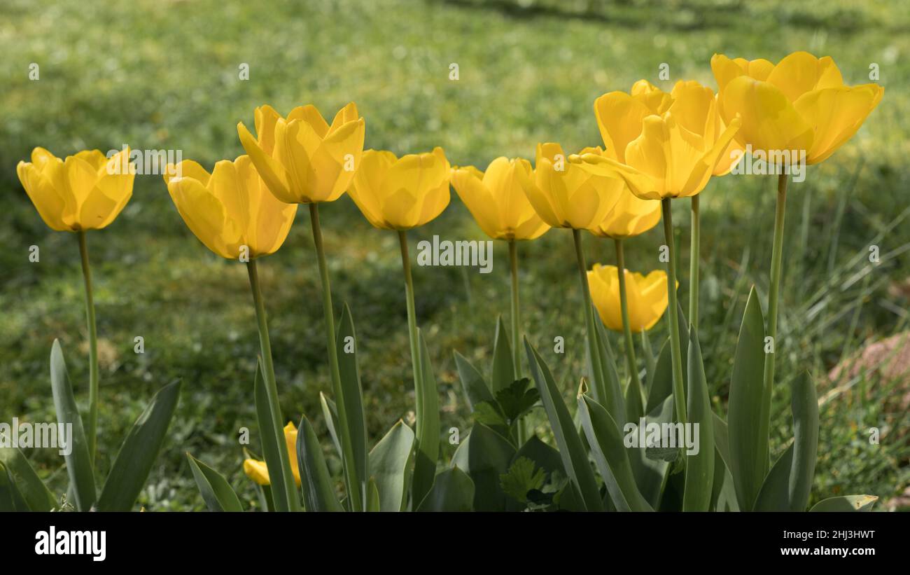 Une rangée de tulipes jaunes dans un jardin de printemps lors d'une journée ensoleillée Banque D'Images