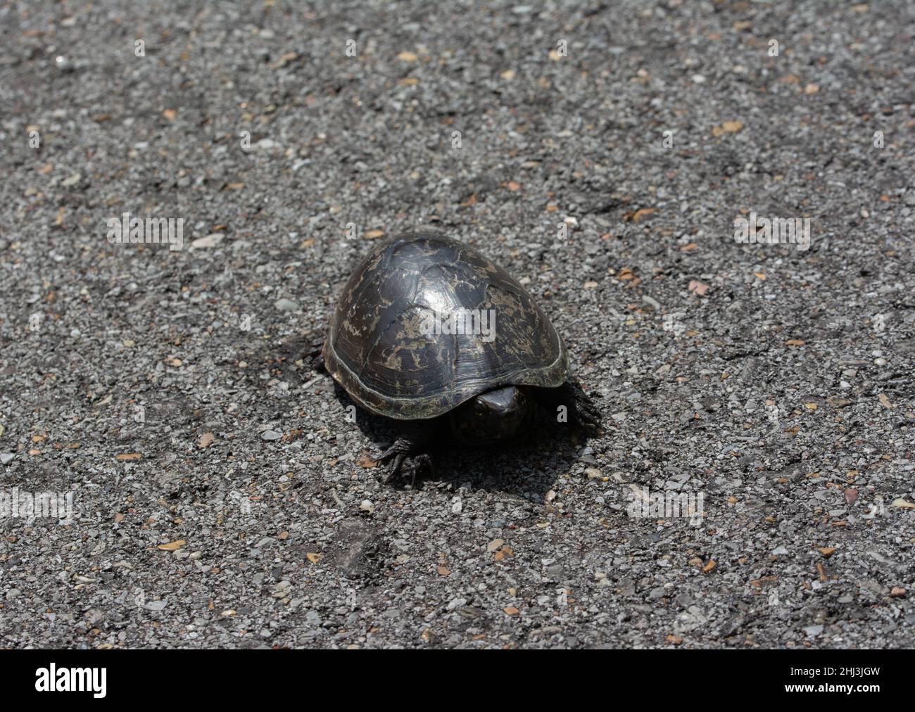 Mississippi Mud Turtle (Kinosternon subrubrum hipporepis) de Jefferson Parish, Louisiane, États-Unis. Banque D'Images