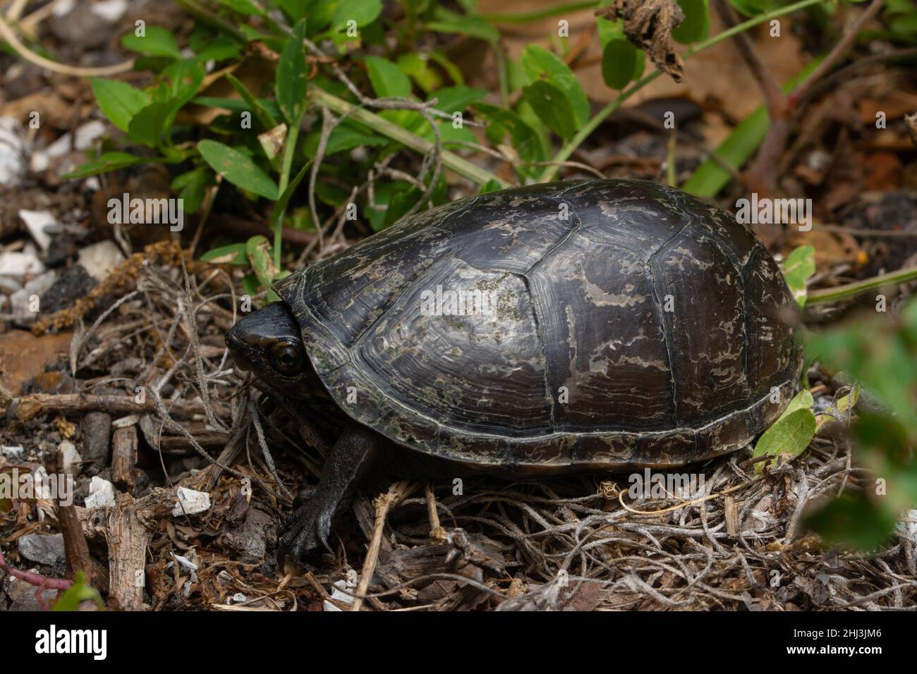 Mississippi Mud Turtle (Kinosternon subrubrum hipporepis) de Jefferson Parish, Louisiane, États-Unis. Banque D'Images