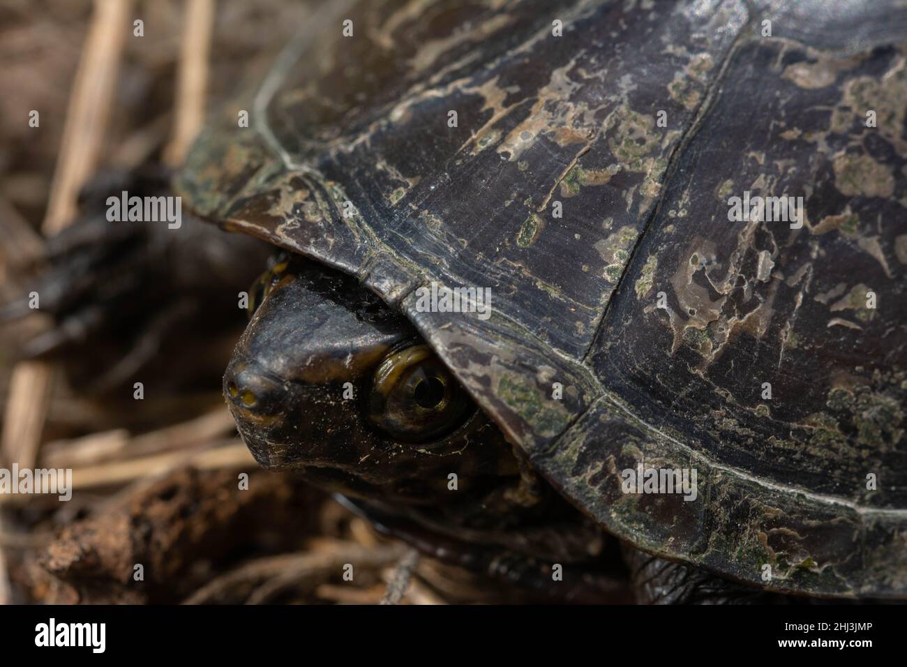 Mississippi Mud Turtle (Kinosternon subrubrum hipporepis) de Jefferson Parish, Louisiane, États-Unis. Banque D'Images