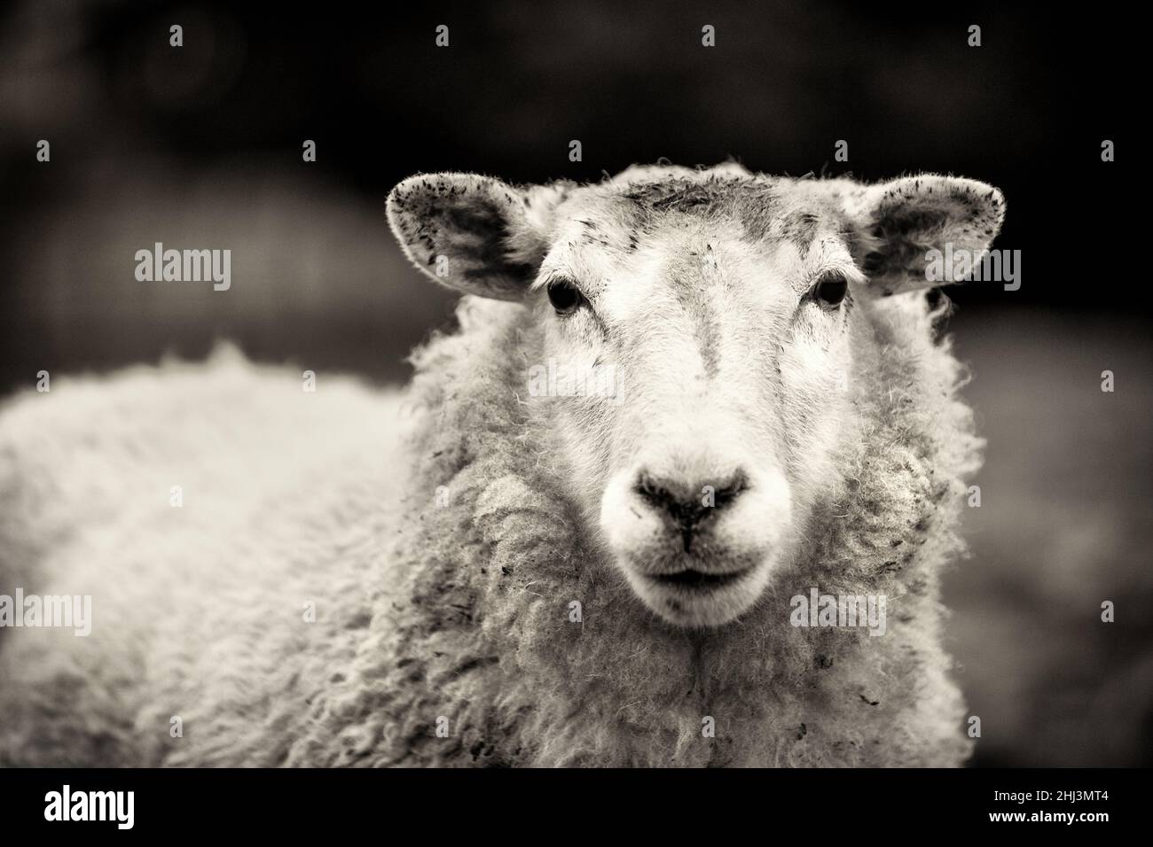 Gros plan de moutons, photographiés dans le nord de l'Écosse. Banque D'Images