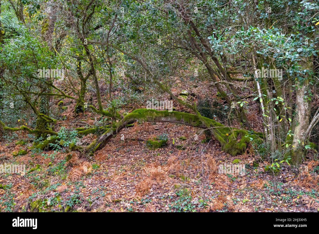 Arbre tombant vivant dans les bois. Bois profonds, paysage sauvage en automne. Banque D'Images