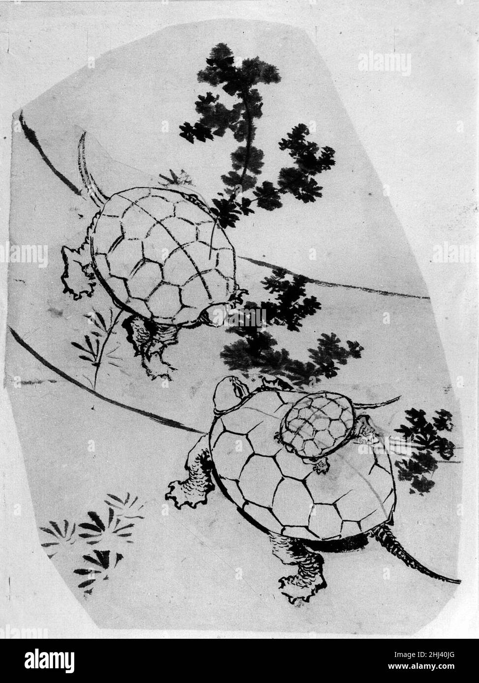 Les tortues de 18th à 19th siècles sont attribuées aux Japonais de Katsushika Hokusai.Tortues.Attribué à Katsushika Hokusai (japonais, Tokyo (Edo) 1760–1849 Tokyo (Edo)).Japon.18th–19th siècle.Encre sur papier.Période Edo (1615–1868).Peintures Banque D'Images