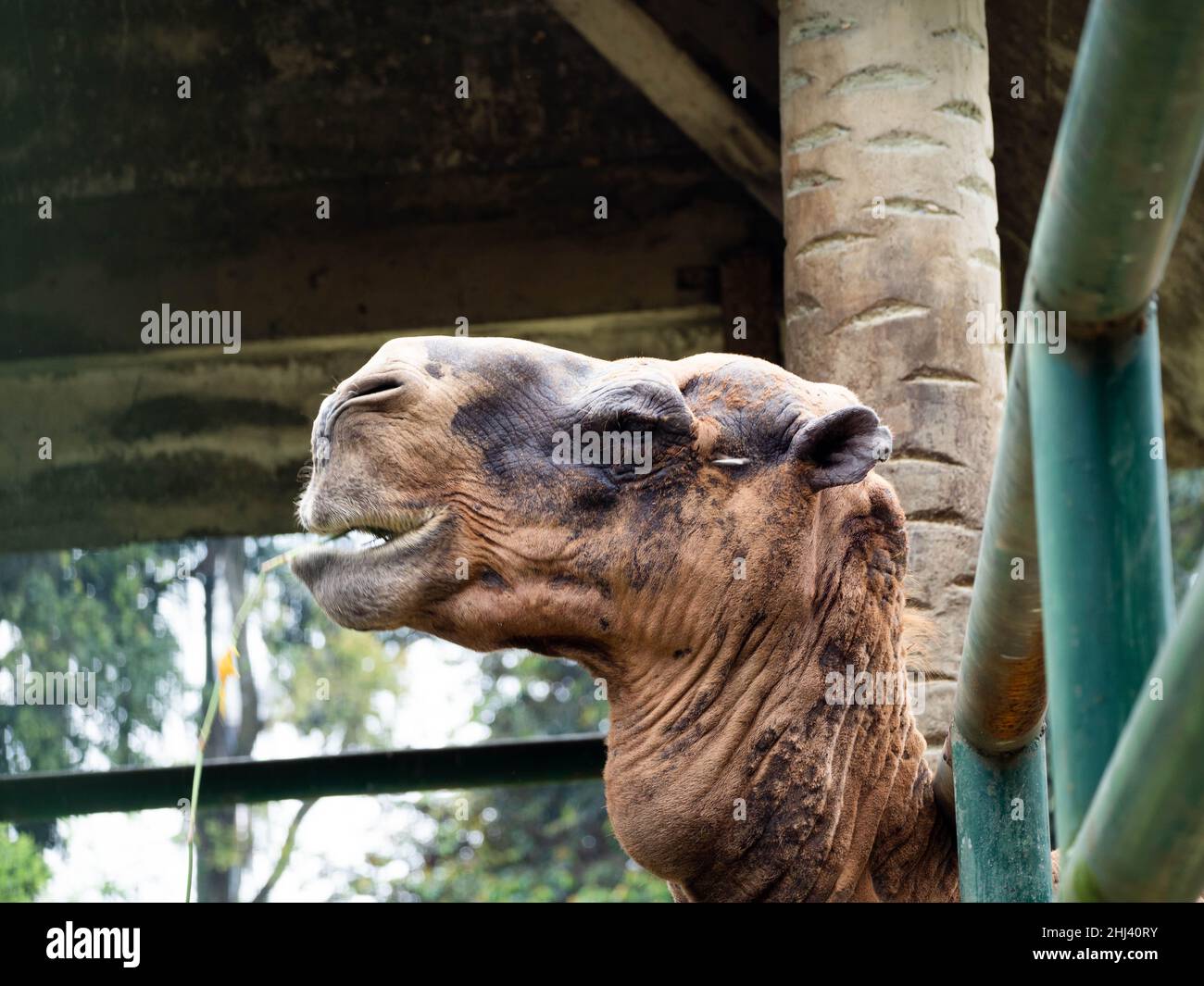 Photos d'une tête de chameau sur le zoo Banque D'Images
