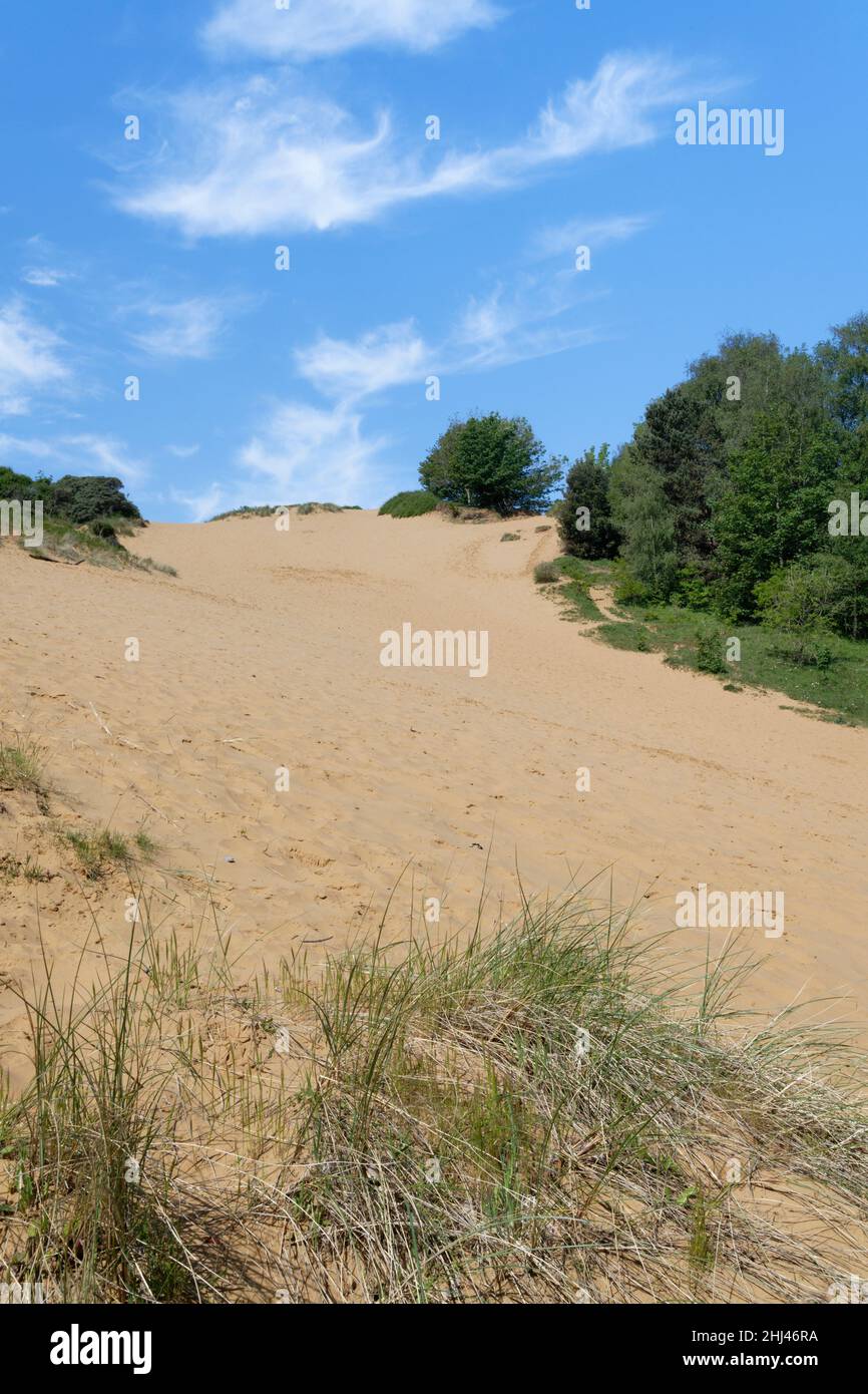 La dune de sable « Big Dipper », l’une des plus hautes dunes d’Europe à 200ft, Merryr Mawr Warren NNR, Glamorgan, pays de Galles, Royaume-Uni, mai. Banque D'Images