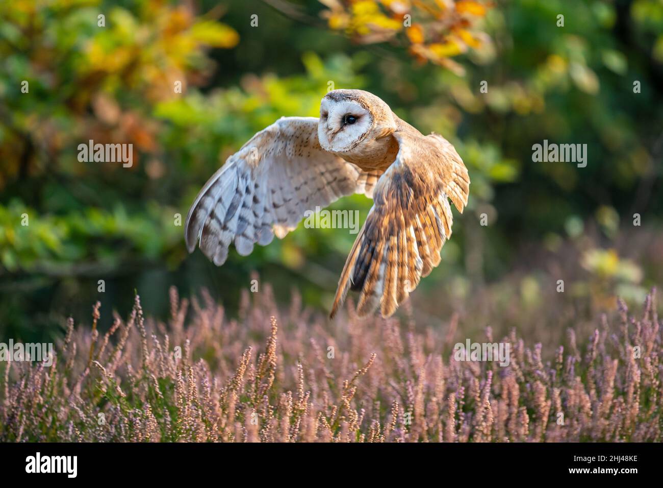 Hibou de la grange volant au-dessus du chauffage.Hibou avec ailes écartées dans une belle scène calme et colorée.Forêt d'Acolonne avec son habitant.Tyto alba Banque D'Images