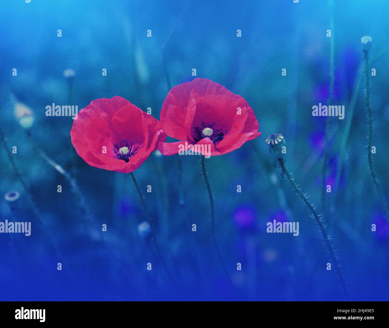 Belle macro photo.Red Poppy Flower.Floral Art Design.gros plan Photographie.Conceptual Abstract image.Blue nature Background.Fantasy Art.Poppies. Banque D'Images