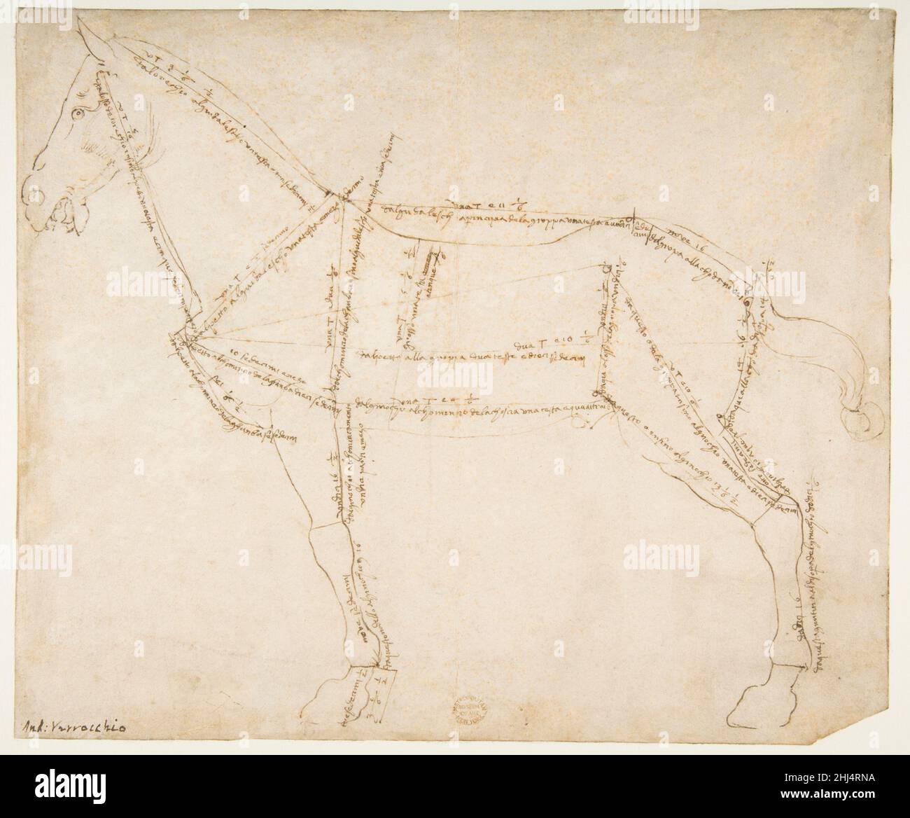 Dessin mesuré d'un cheval orienté vers la gauche (recto) env.1480–88 Andrea del Verrocchio Italien ce dessin est un exemple remarquable de la préoccupation de la Renaissance avec des proportions idéales, comme le montre l'Homme de Vitruvian de Leonardo da Vinci, l'élève le plus célèbre de Verrocchio.Verrocchio a commencé ce dessin en faisant un contour semi-stylisé du sujet.Il a ensuite schématisé le corps en le divisant et en l'incluant avec des mesures détaillées.La précision des mesures soutient l'idée que cette étude était liée à la statue équestre en bronze de Bartolomeo Colleoni, une commission VE Banque D'Images