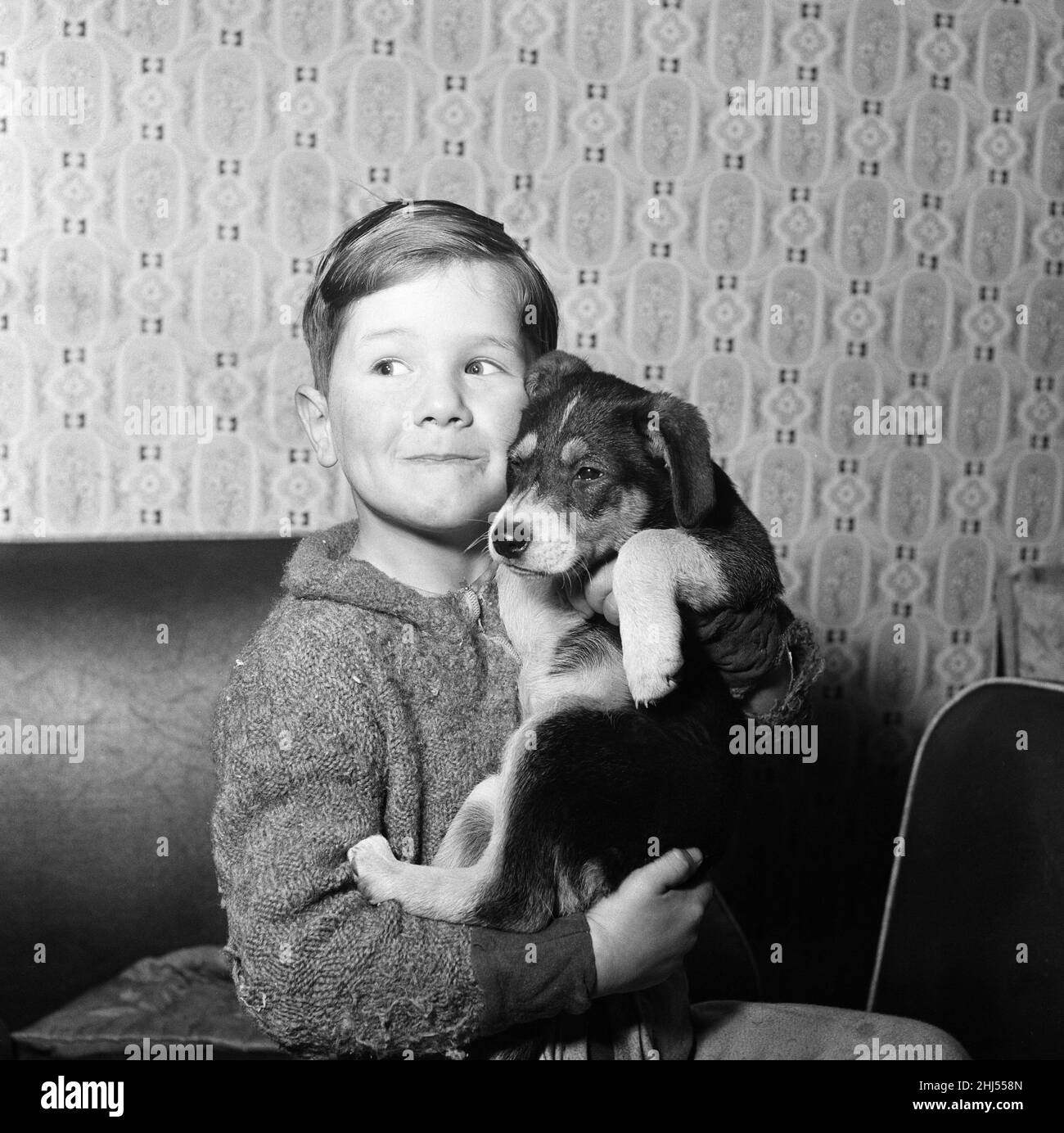 Elle est la fille de l'effronée, et tout comme la maman - le chien miroir quotidien de l'année 1956 - elle cherche un tapis de santé de rechange pour se détendre dessus.Des milliers de lecteurs de miroirs tiffés offraient des maisons.Et maintenant elle vit à Woodhouse Park, Manchester.Elle avait ses petits il y a dix semaines.Deux ont trouvé des maisons.Maintenant, l'étrange pup dehors est de garder ses pattes croisées et en espérant que quelque chose va se retourner pour elle aussi.Derrick Davies (6), fils des propriétaires de Scruffy, est photographié avec le dernier des petits.21st janvier 1958. Banque D'Images