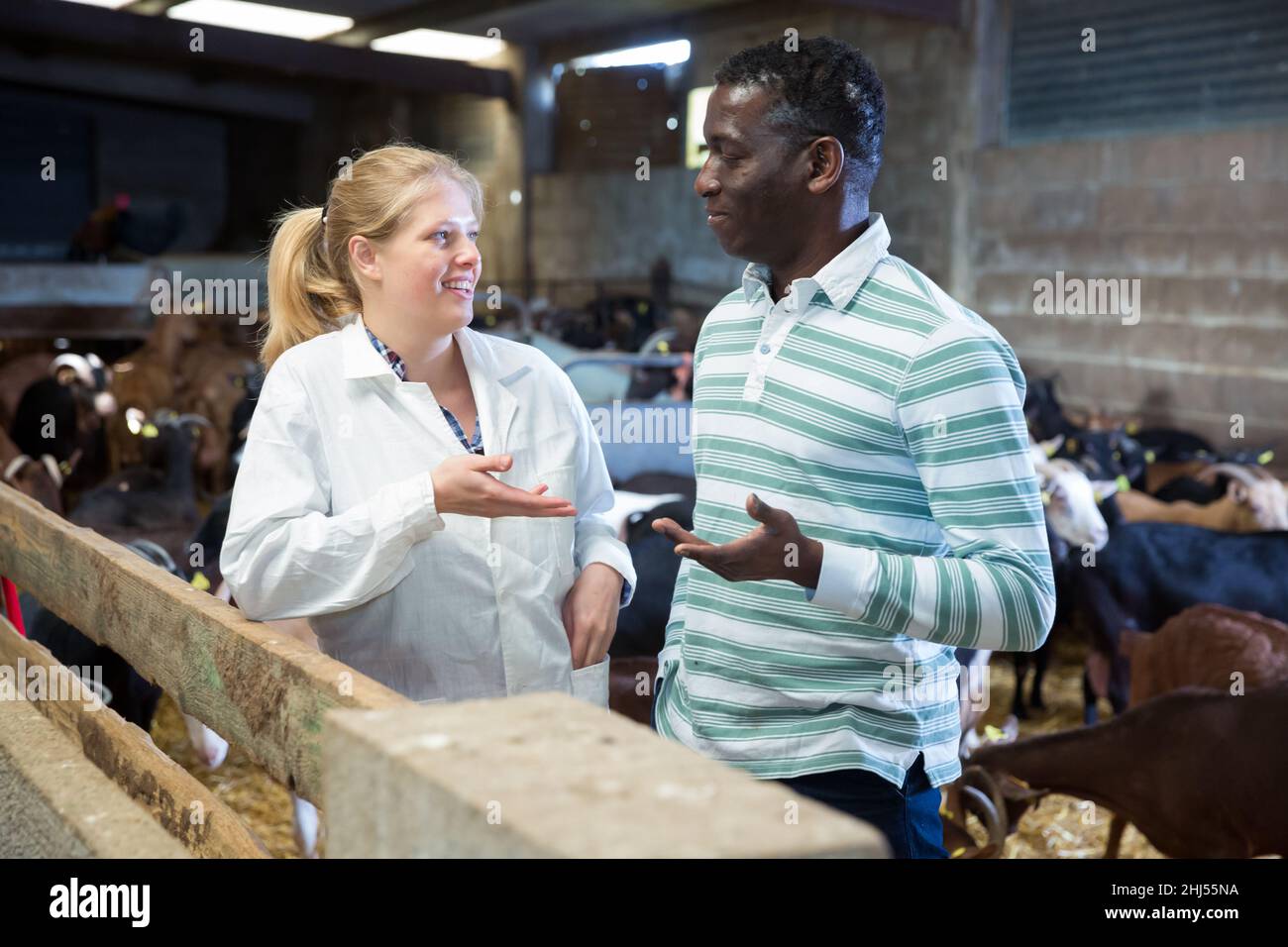 Femme vétérinaire parlant à éleveur de chèvre Banque D'Images