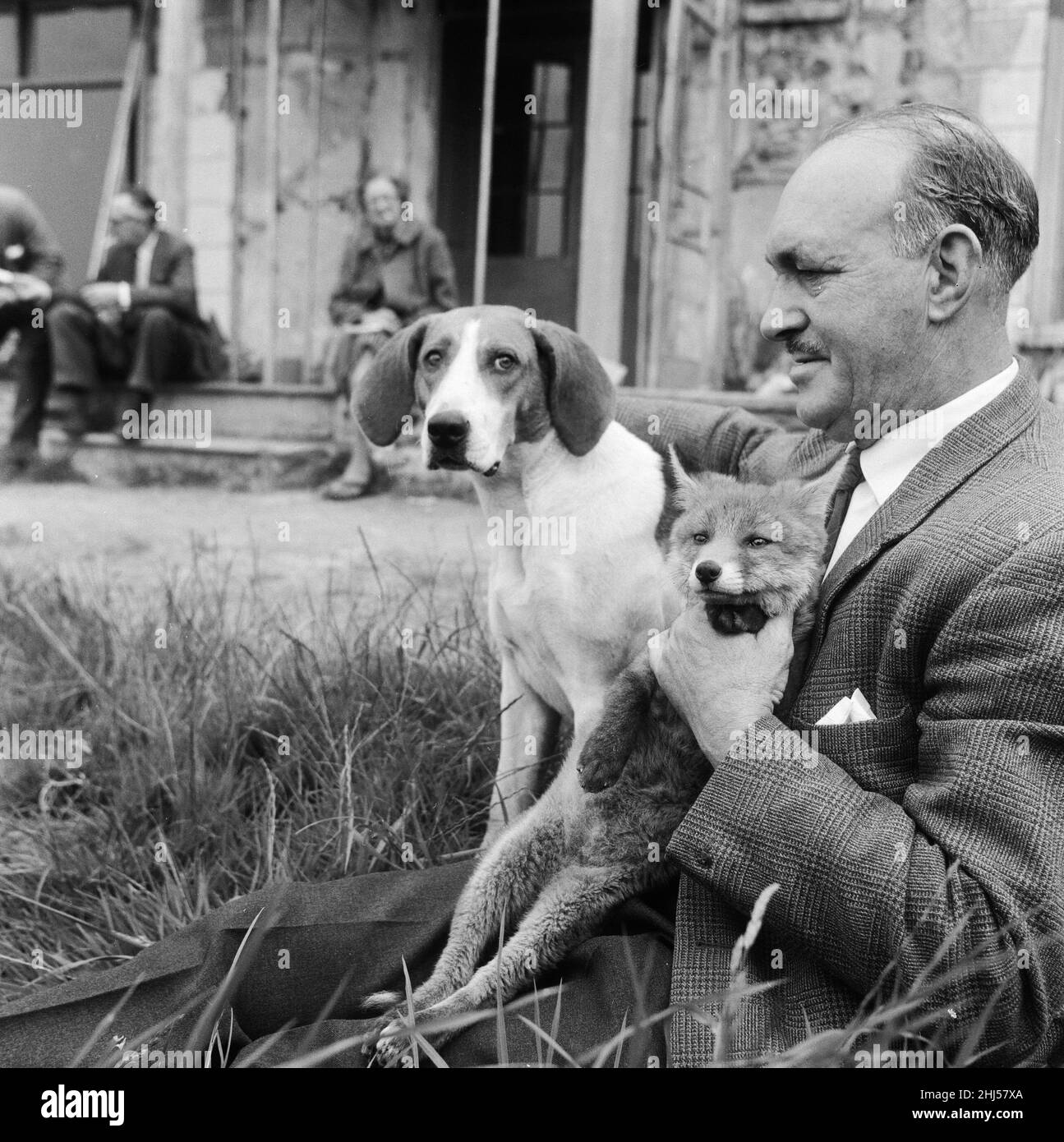 Vicky le renard cub et Sheba le chien de renard à Barons près de Dulverton dans Somerset.le chien a été ramené dans le train de Liverpool par le propriétaire Neil McNeil.19th mai 1961. Banque D'Images