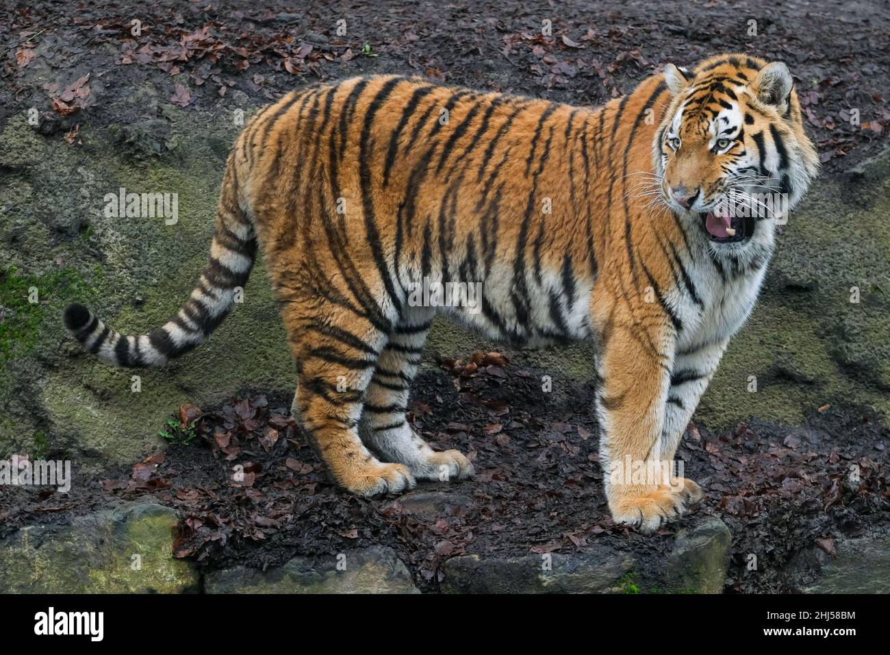 Brugelette.26th janvier 2022.Photo prise le 26 janvier 2022 montre un tigre de Sibérie au zoo de Pairi Daiza à Brugelette, Belgique.La nouvelle année lunaire chinoise, l'année du tigre, tombe le 1 février de cette année.Credit: Zhang Cheng/Xinhua/Alay Live News Banque D'Images