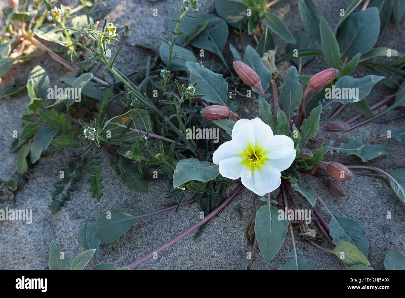 Onagre de dunes, grand blanc quatre pétales, centre jaune, fleur sauvage du désert du sud de la Californie au printemps, parc Anza Borrego Banque D'Images