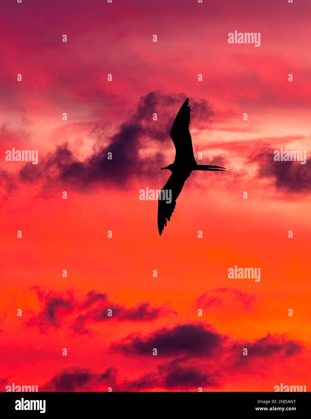 Une silhouette d'oiseau est en vol avec des ailes entièrement réparties contre le ciel de coucher de soleil coloré en format vertical d'image Banque D'Images