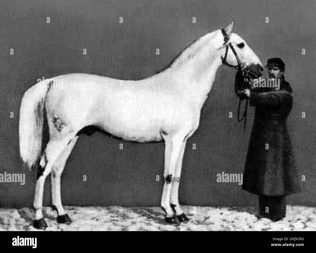 Strelets stallion Bivouac, vainqueur d'une médaille d'or à l'exposition universelle de 1867. Banque D'Images