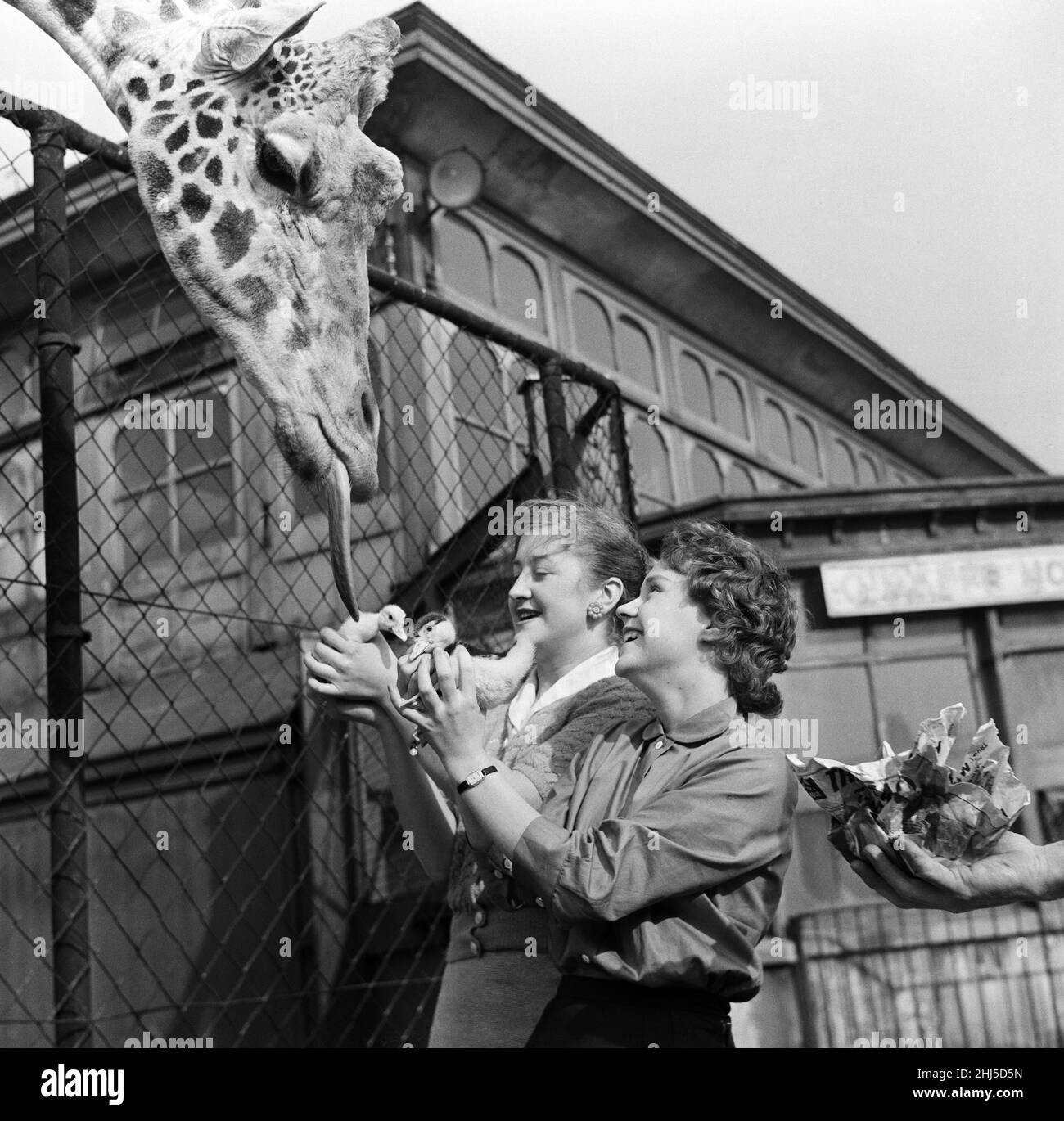 Youki, girafe apprivotée au zoo de Belle vue, donne un coup de grâce à deux nouveaux arrivants, des canards muscovites, qui étaient présentés autour du zoo par Anglea Melia, 19 ans, à gauche, et Eileen Simkiss, 16 ans,droite.Manchester, le 15th octobre 1957. Banque D'Images