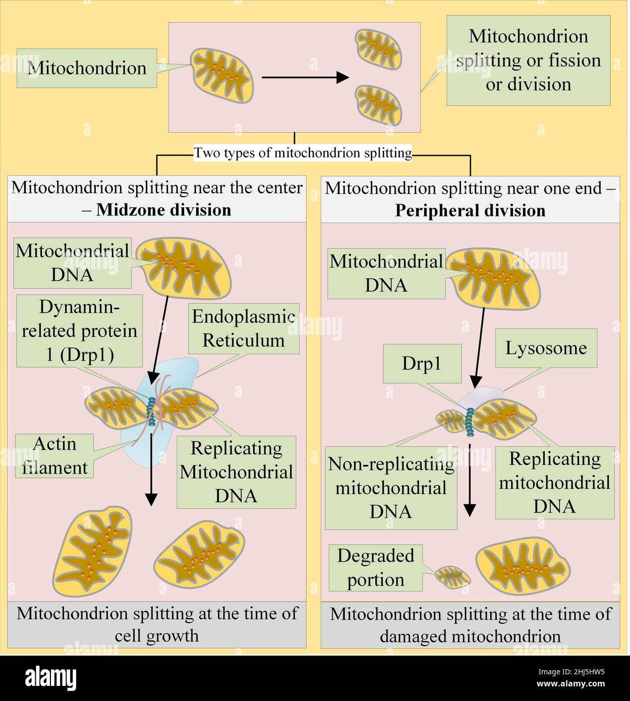 Fractionnement ou division ou fission des mitochondries Banque D'Images