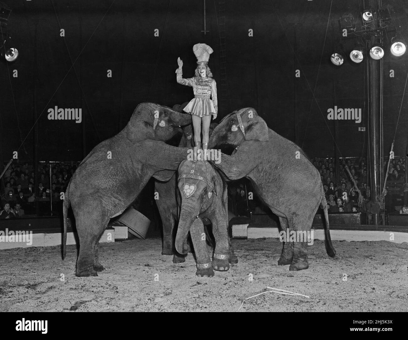 Des éléphants se exécutant sur le ring au Bertram Mills Circus à Cambridge.Avril 1959 Banque D'Images