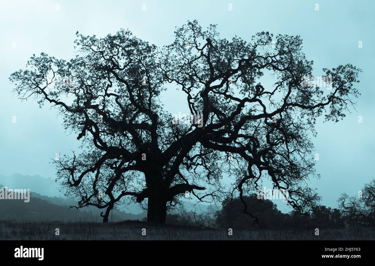 Un chêne solitaire se dresse silhoueté sur un champ de brume sinistre entouré de voiles.Réserve Pearson-Arastradero, comté de Santa Clara, Californie, États-Unis. Banque D'Images