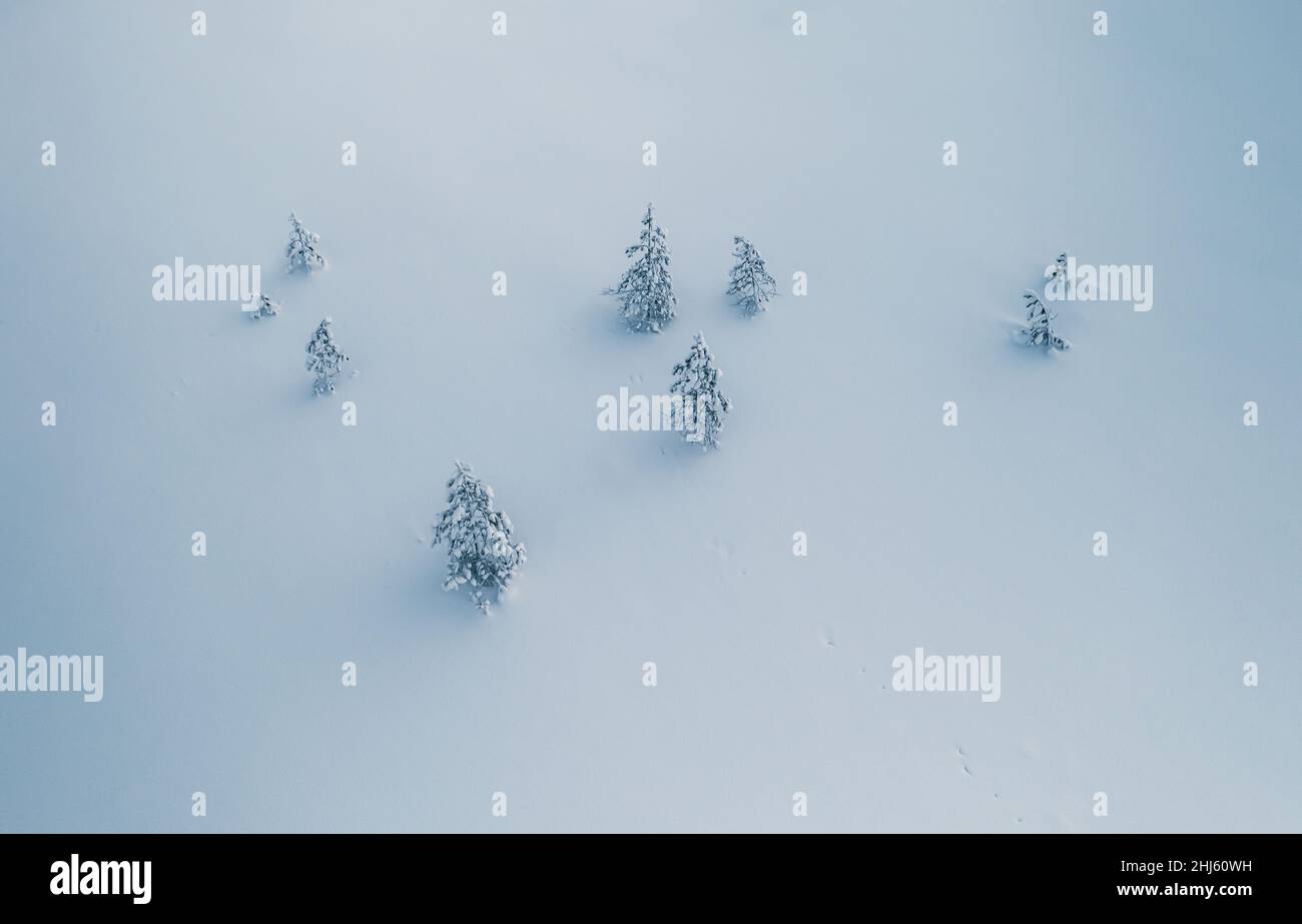 Image minimaliste de petits arbres d'épinette dans la neige.Belle composition simple. Banque D'Images