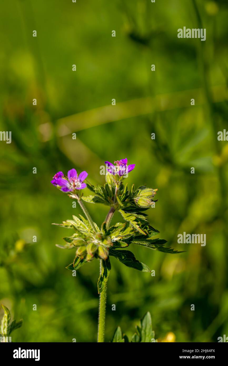 Géranium sylvaticum fleur en forêt Banque D'Images