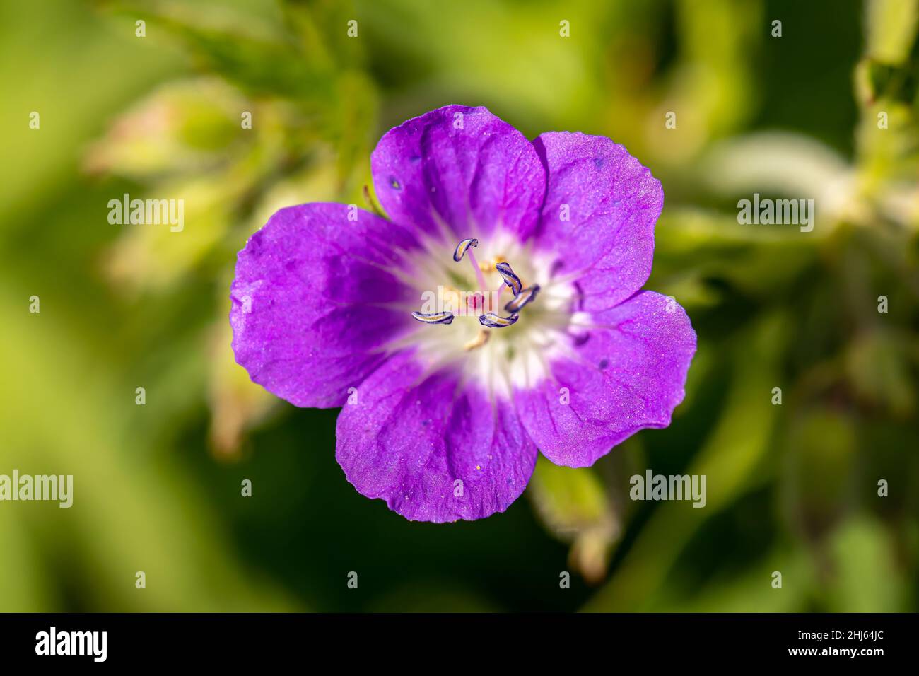 Géranium sylvaticum fleur en forêt, gros plan Banque D'Images