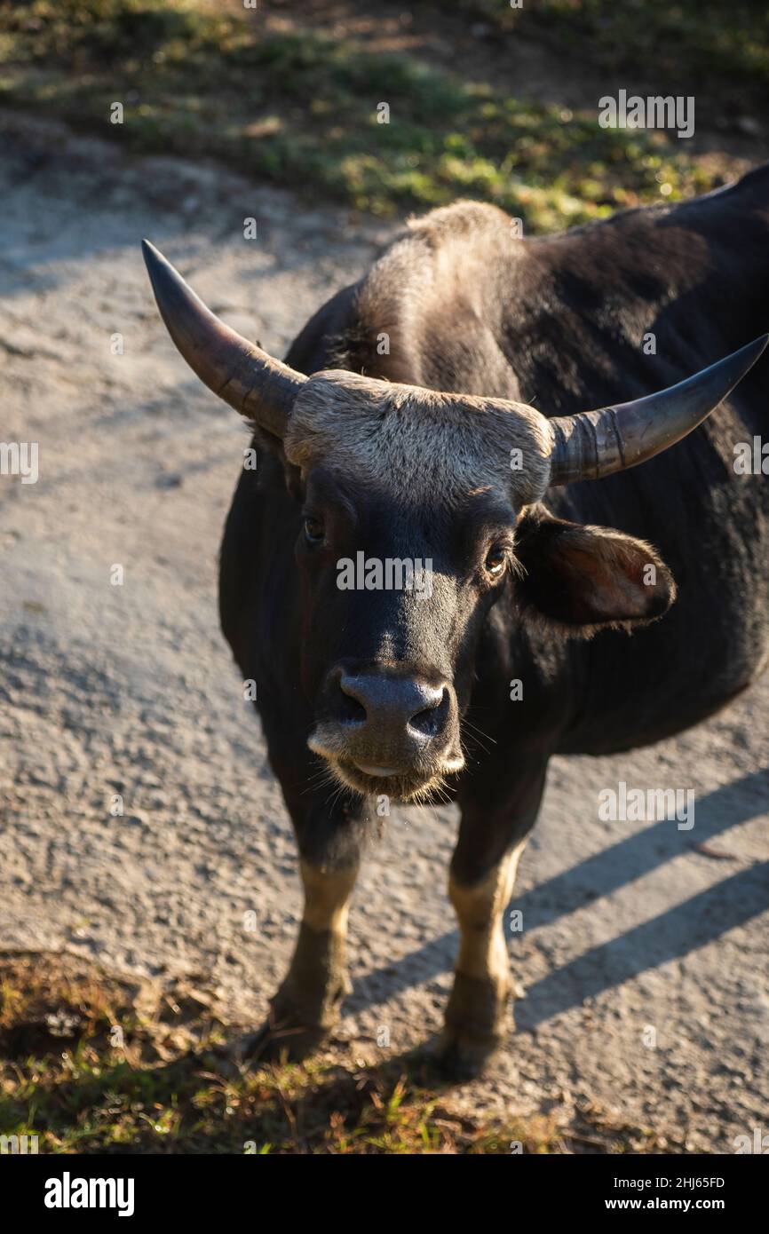 Mithun, Bos frontalis, State Animal, Satakha, Nagaland, Inde Banque D'Images