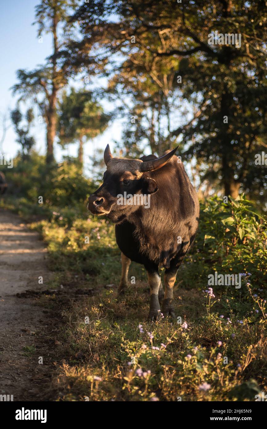Mithun, Bos frontalis, animal d'État du Nagaland, Satakha, Nagaland, Inde  Photo Stock - Alamy