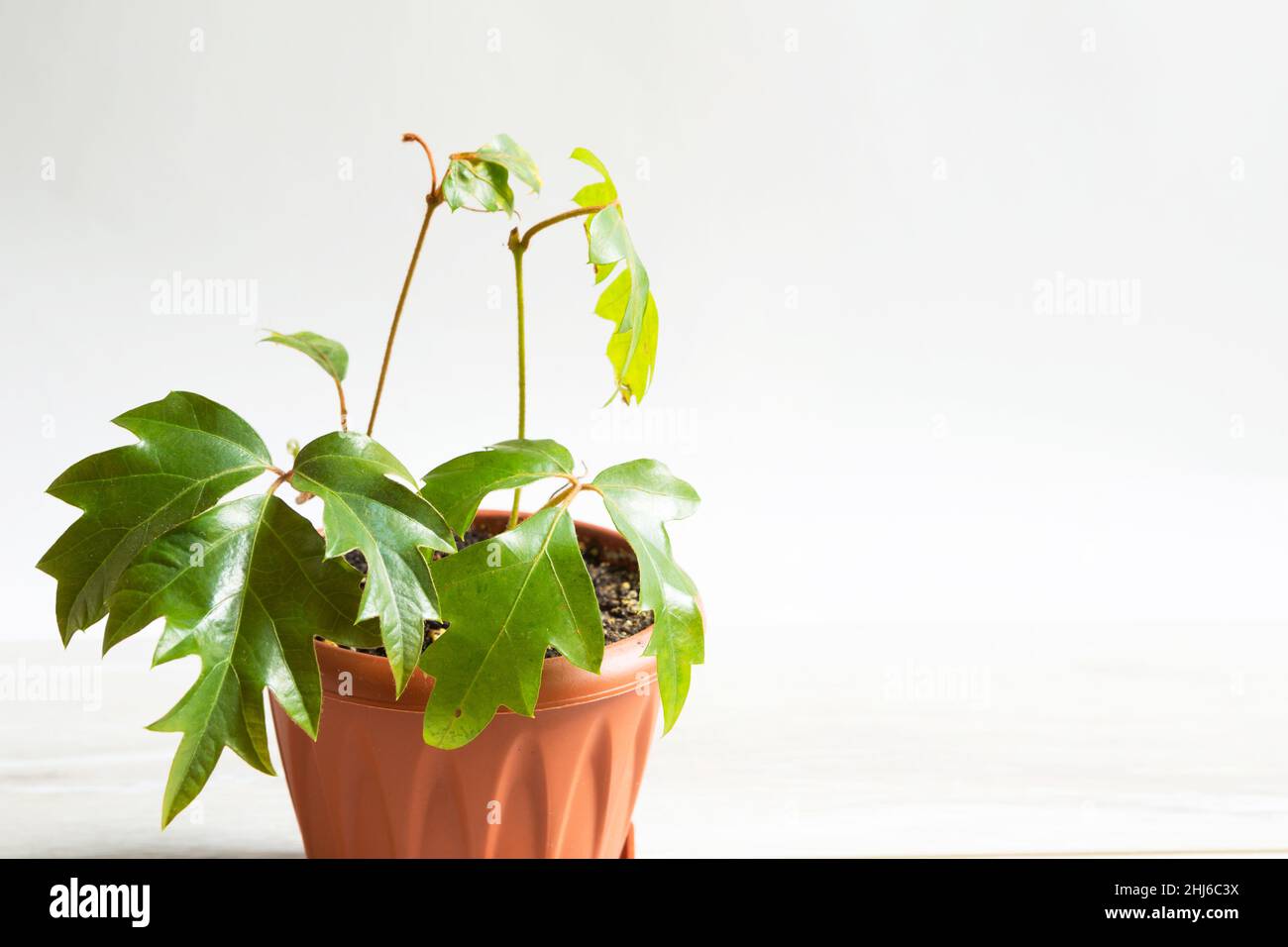 Plante maison Rhoicissus dans un pot.Maison verte, soin des plantes, vigne de la variété de raisin Banque D'Images