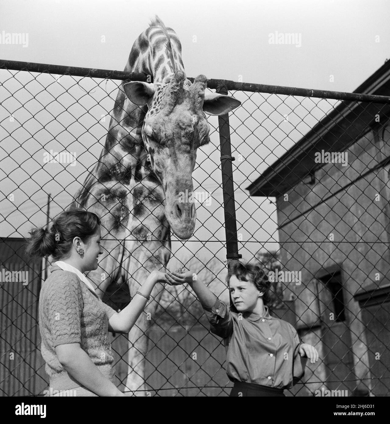 Youki, une girafe apprivotée au zoo de Belle vue, donne un coup de grâce à deux nouveaux arrivants, les canards moscovite, qui étaient présentés autour du zoo par Anglea Melia, 19 ans, à gauche, et Eileen Simkiss, 16 ans,droite.Manchester, le 15th octobre 1957. Banque D'Images