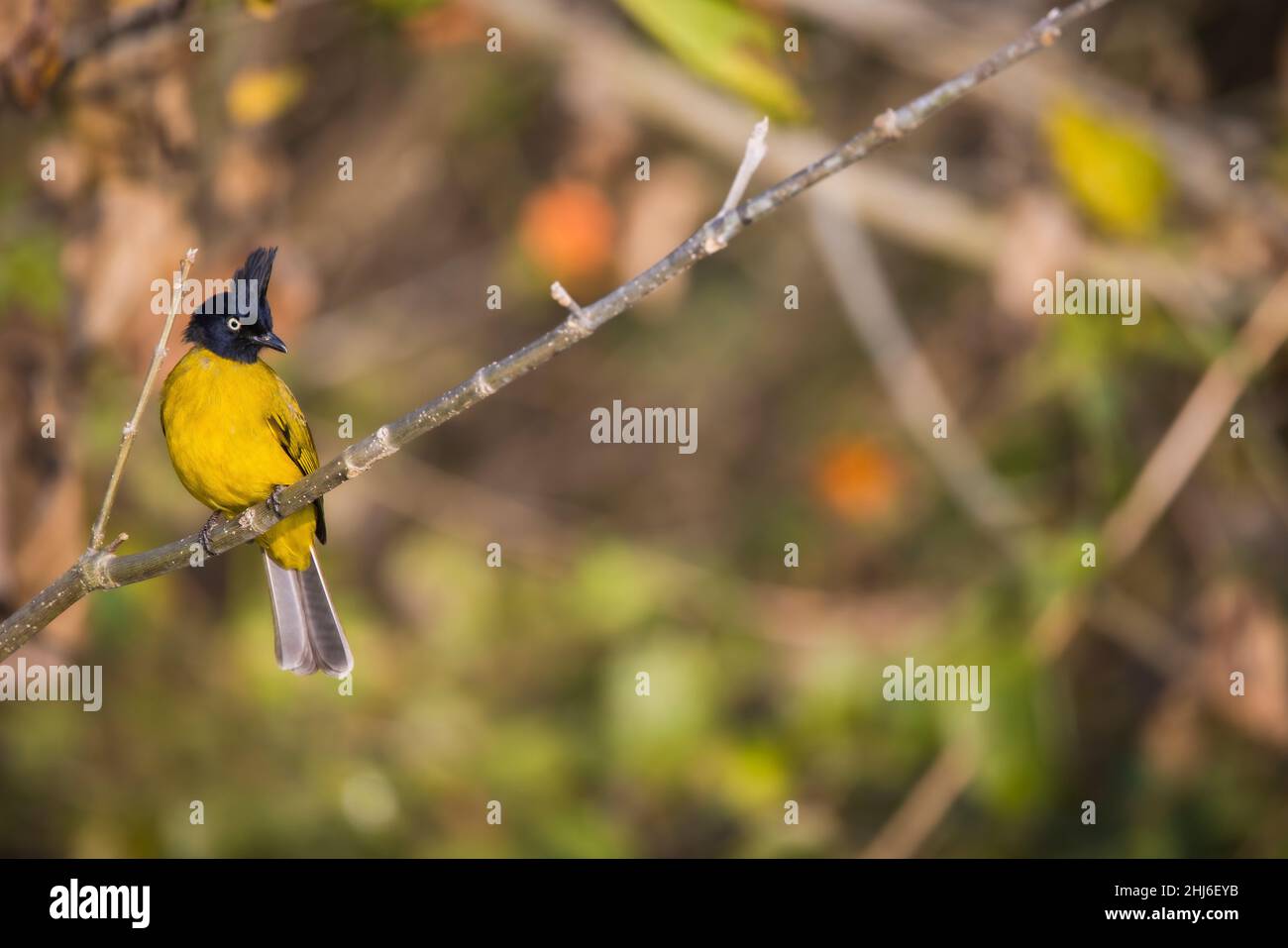 Bulbul à crattes noires, Rubigula flaviventris, Uttarakhand, Inde Banque D'Images