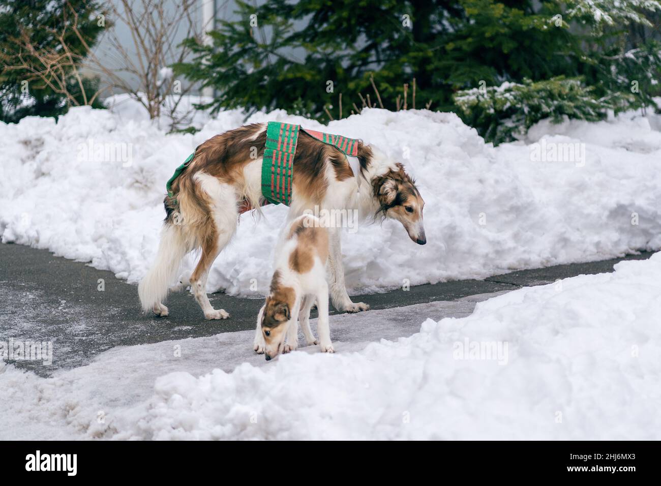 greyhound russe.La race de chien Borzoï a été développée en Russie comme chien de courtisans et de chasse. Banque D'Images
