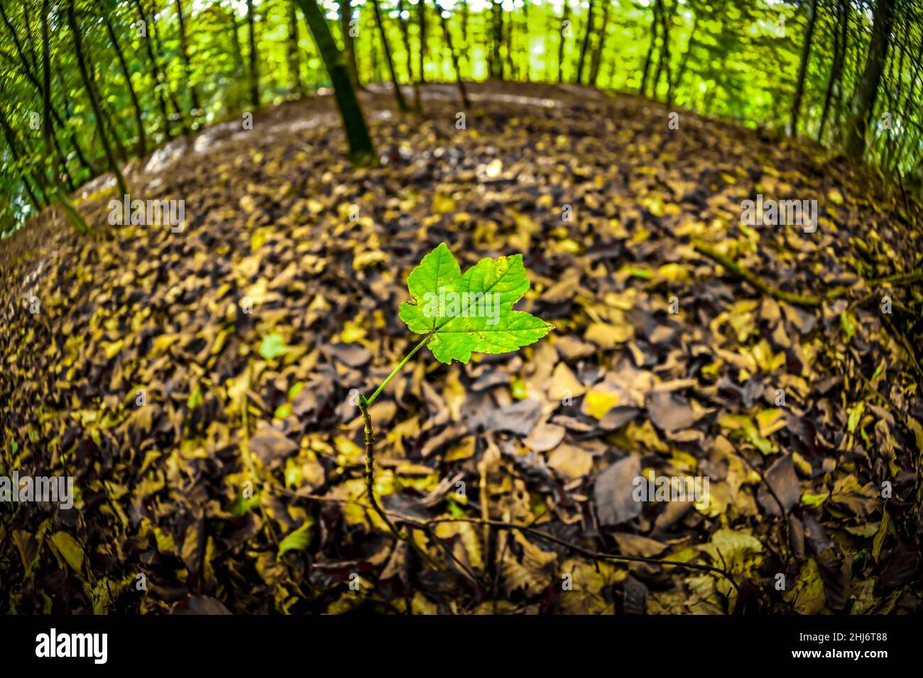 Herbstlicher Naturwald in Scharbeutz, Schleswig-Holstein, Deutschland, Europa Banque D'Images
