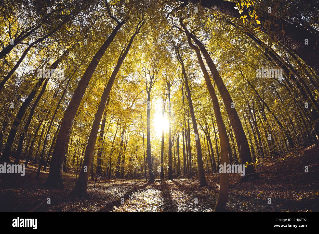 Herbstlicher Naturwald in Scharbeutz, Schleswig-Holstein, Deutschland, Europa Banque D'Images