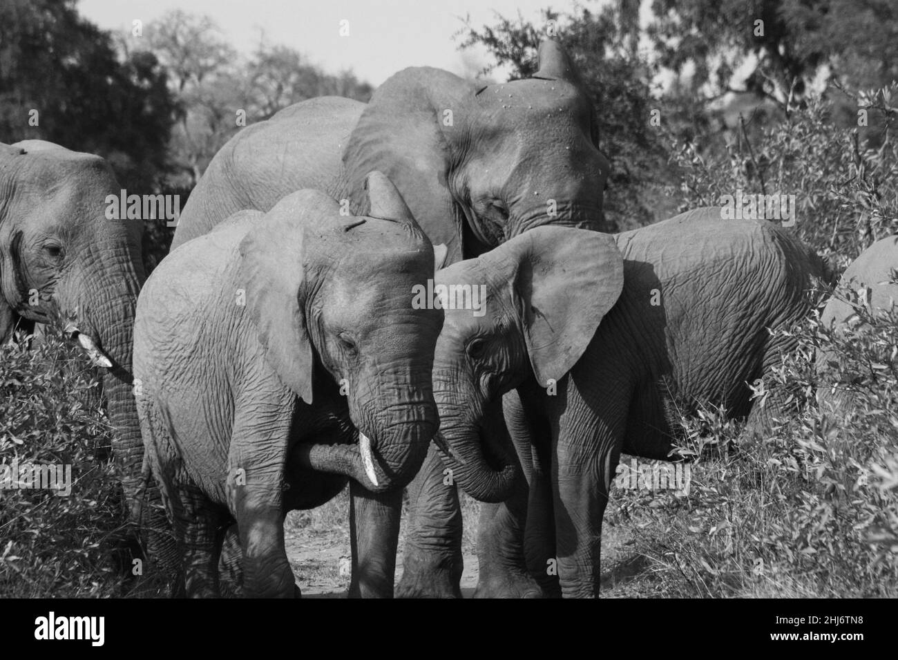 Éléphants dans la réserve de gibier de Mala Mala, Afrique du Sud Banque D'Images
