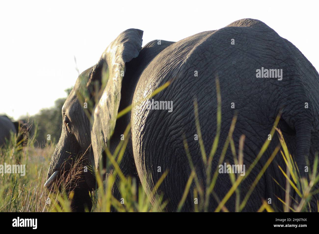 Éléphant caché derrière l'herbe à Mala Mala Game Reserve, Afrique du Sud Banque D'Images
