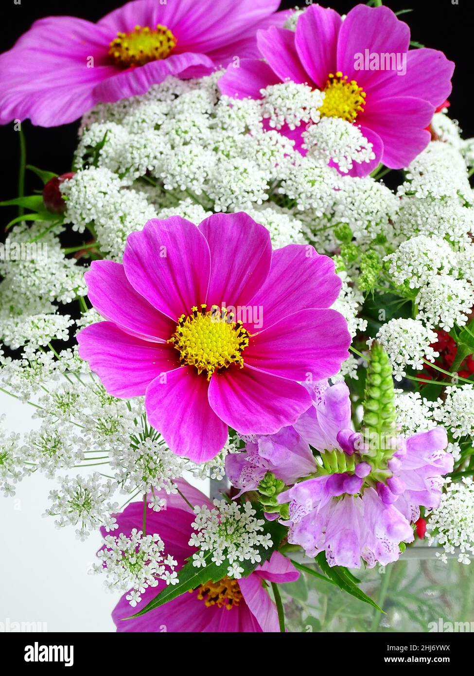 Gros plan d'un bouquet de fleurs du jardin avec l'aneth argenté (AMMI MAJUS) et le cosmos rose (cosmos), avec des couleurs rose, et blanc Banque D'Images