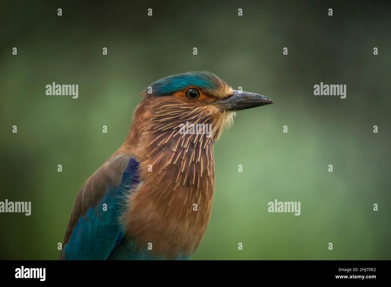 Indian Roller, Coracias benghalensis, Jhalana, Rajasthan, Inde Banque D'Images