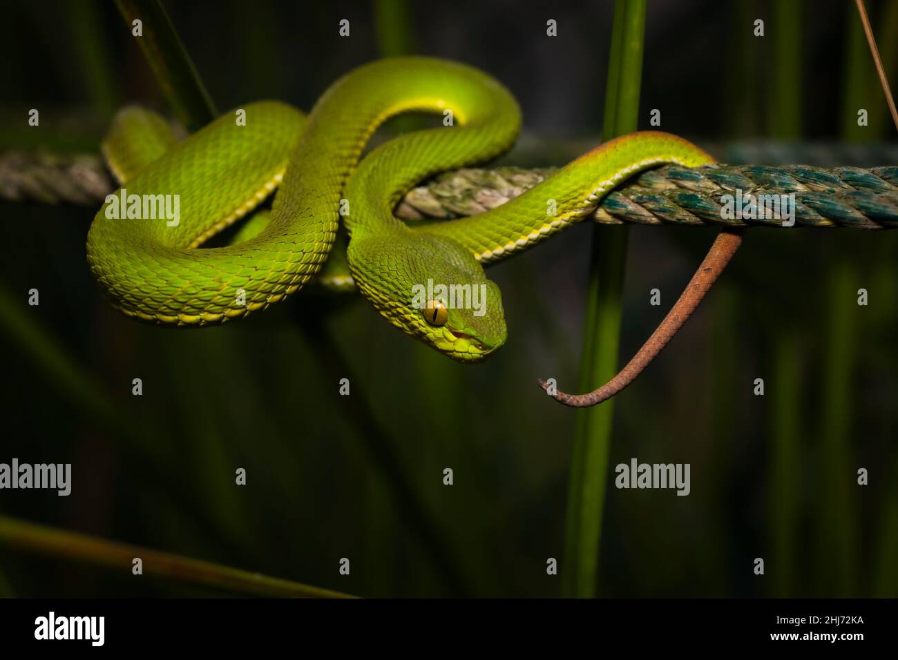 Pitviper à queue rouge, Trimeresurus erythrurus, Sunderbans, Inde Banque D'Images