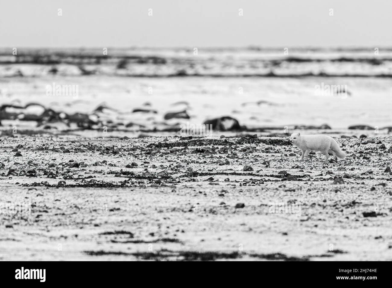 Renard arctique sur la toundra du Nord canadien. Banque D'Images