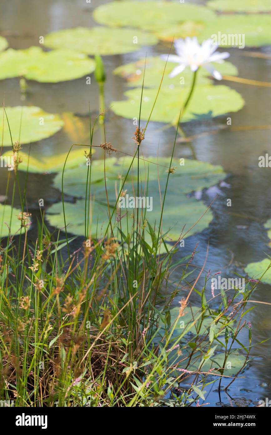 Les nénuphars du Cap (Nymphaea caerulea) illustrés ici, qui poussent sur la côte moyenne de Nouvelle-Galles du Sud, sont considérés comme une mauvaise herbe environnementale dans le Queensland et la Nouvelle-Galles du Sud Banque D'Images