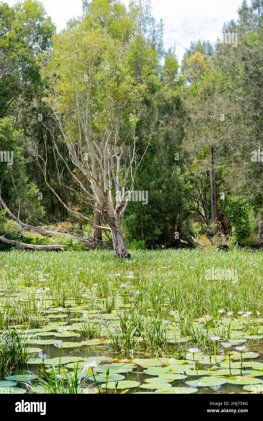 Les nénuphars du Cap (Nymphaea caerulea) illustrés ici, qui poussent sur la côte moyenne de Nouvelle-Galles du Sud, sont considérés comme une mauvaise herbe environnementale dans le Queensland et la Nouvelle-Galles du Sud Banque D'Images