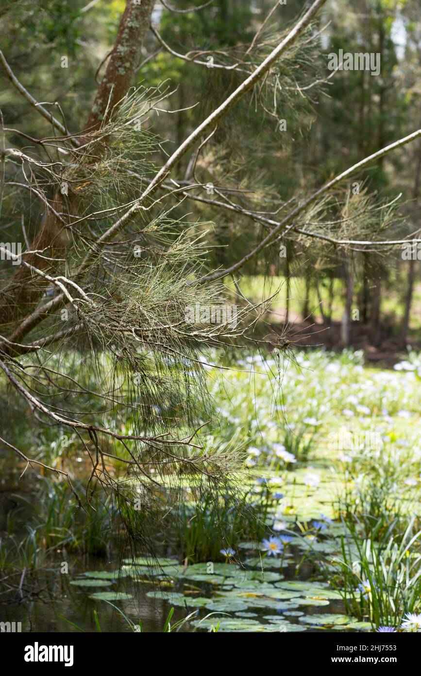 Un chêne (Casuarina) pend sur un étang couvert à Cape Waterlillies (Nymphaea caerulea) sur la côte nord de la Nouvelle-Galles du Sud, en Australie Banque D'Images