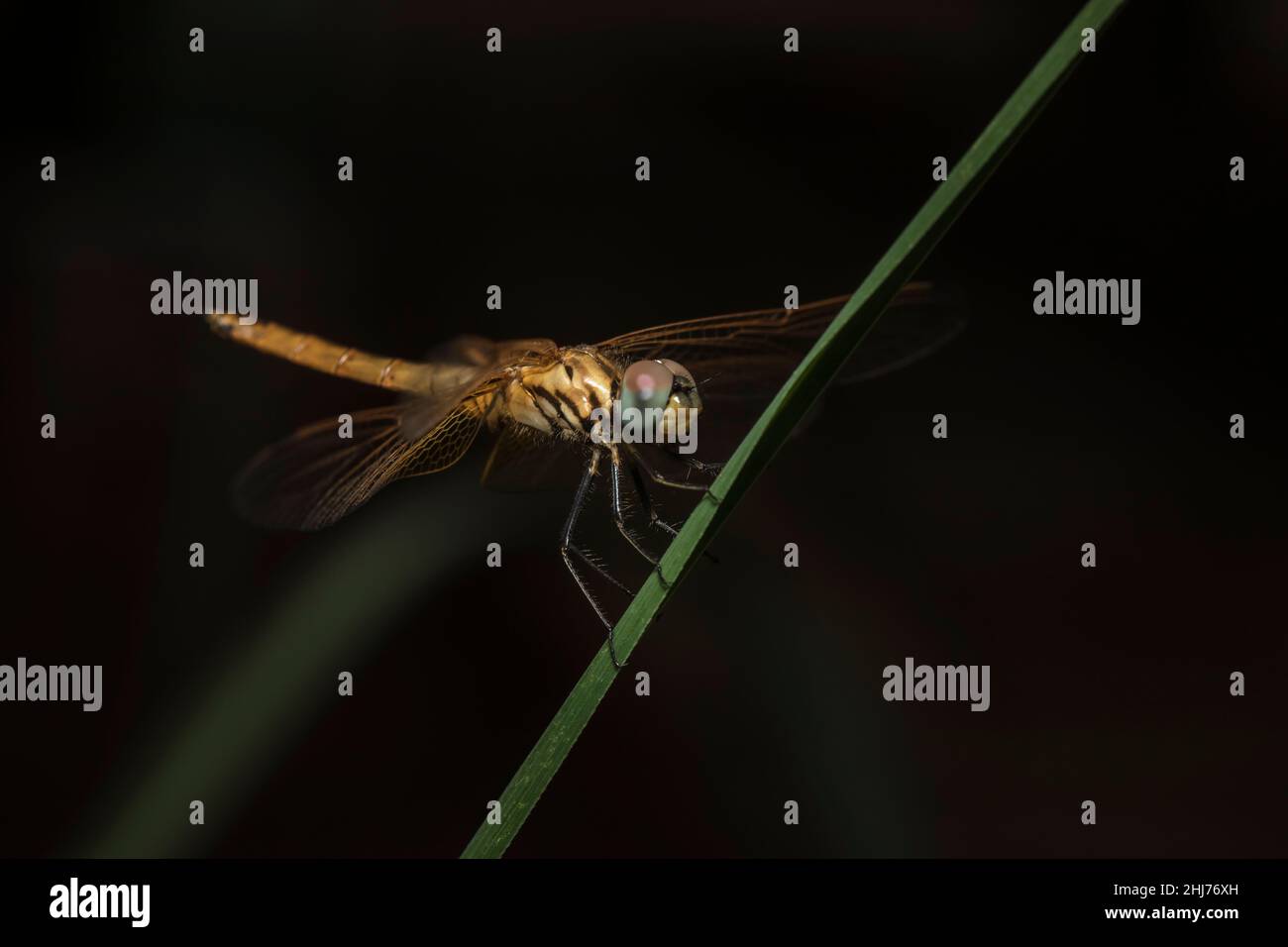 Dragonfly sur l'herbe, Pune, Maharashtra, Inde Banque D'Images