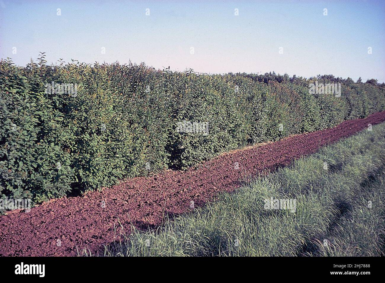 Syringa villosa NRCS-001. Banque D'Images