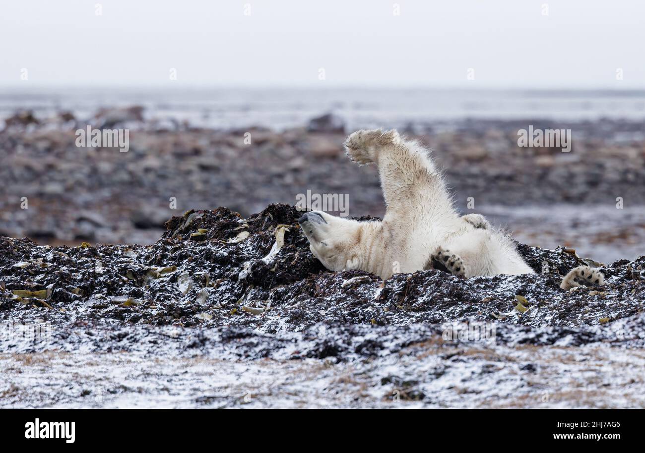 Toundra ours polaire Banque D'Images