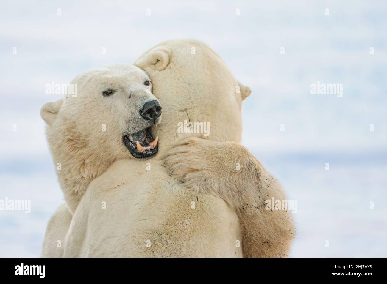 deux ours polaires jouent et s'espar sur la toundra en attendant que la glace d'automne se fige Banque D'Images