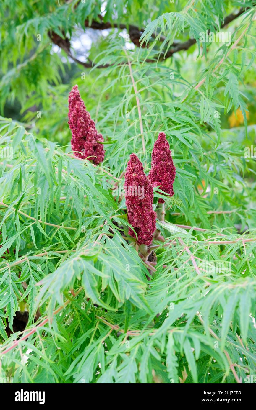 Fleurs et feuillages de cut-feuille vinaigrier (Rhus typhina 'Dissecta'). Banque D'Images